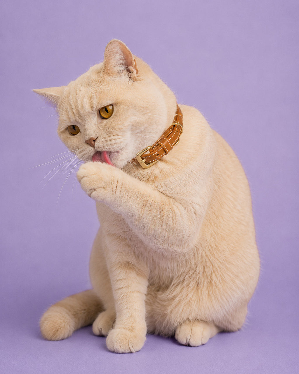 Vegan Leather Cat Collar - Terracotta