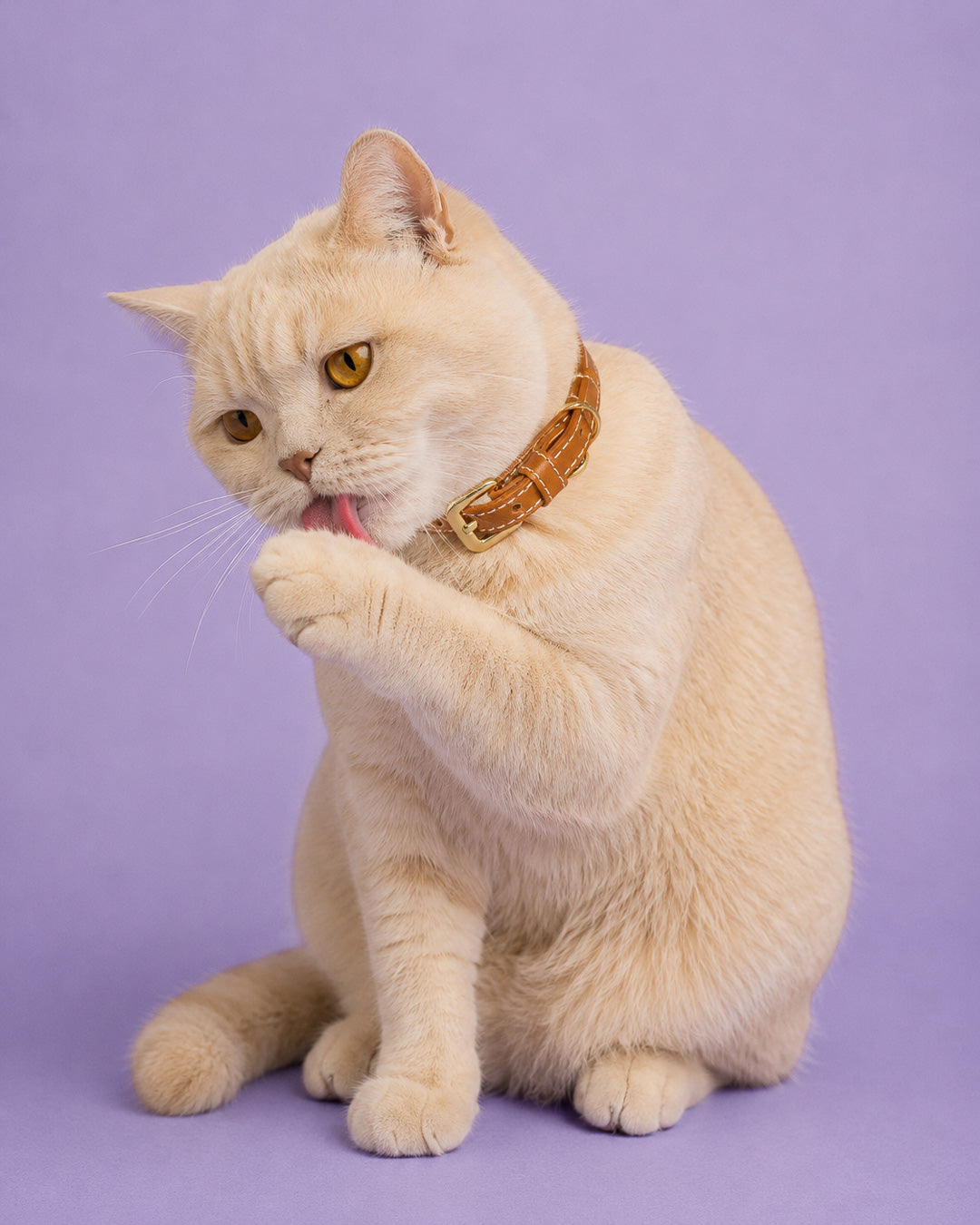 Vegan Leather Cat Collar - Terracotta