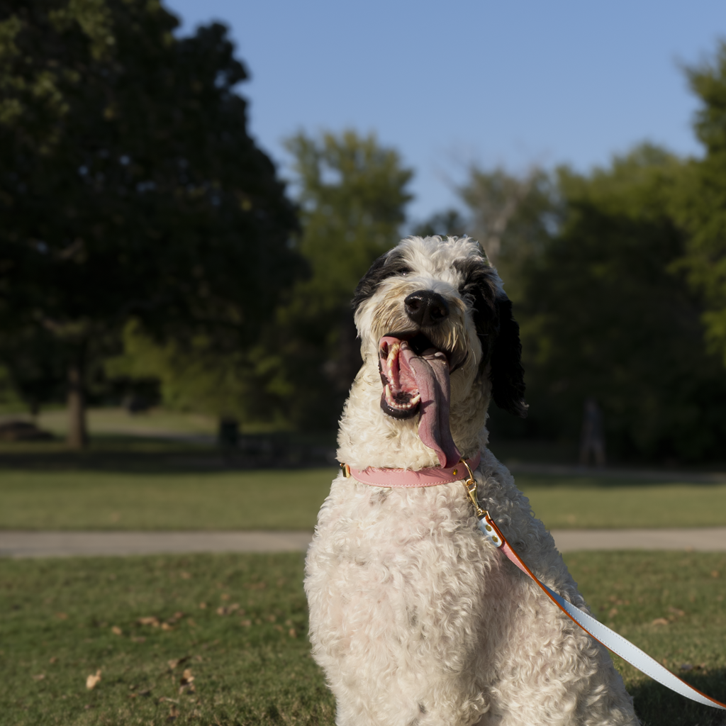 Vegan Leather Dog Collar - Sweet Pink