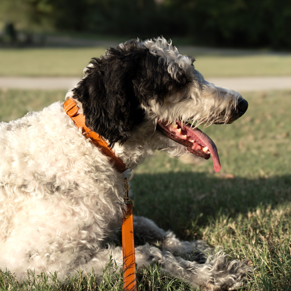 Vegan Leather Dog Collar - Terracotta