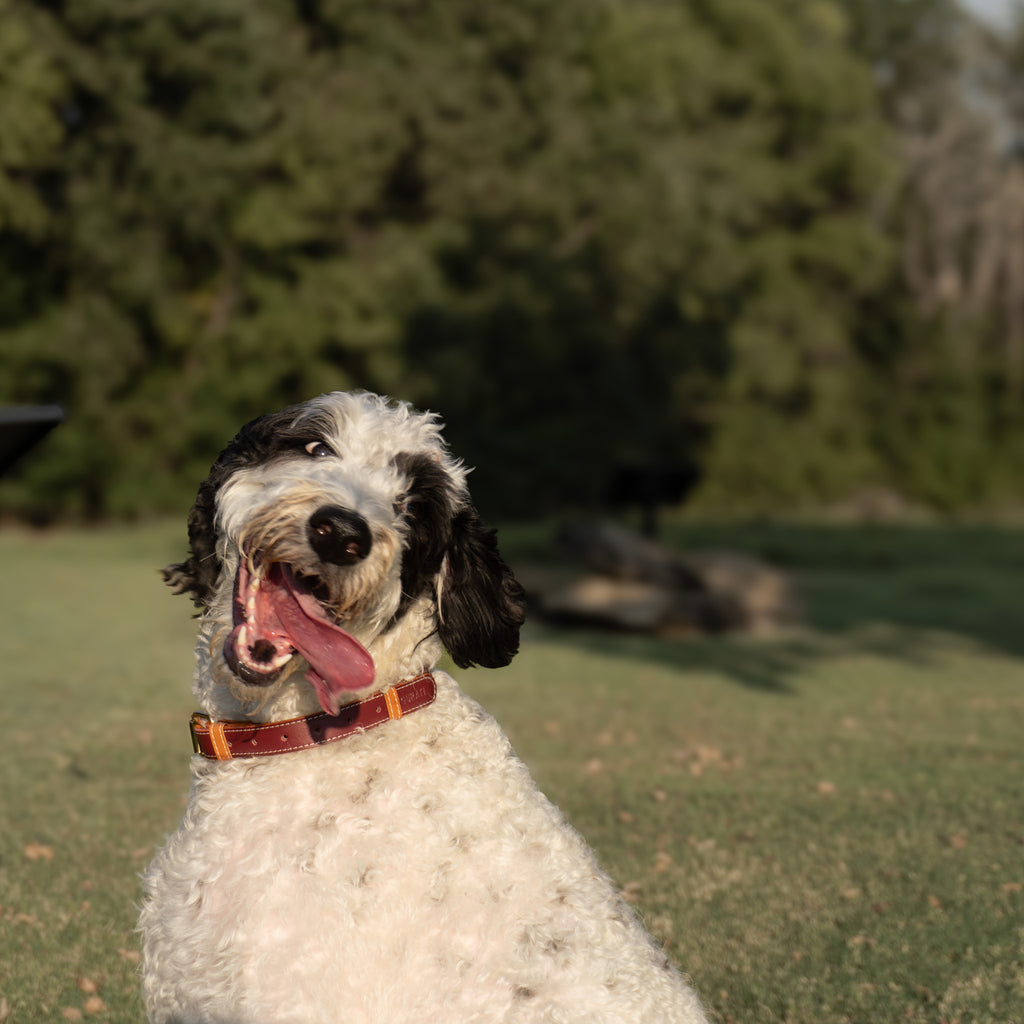 Vegan Leather Dog Collar - Wine Red