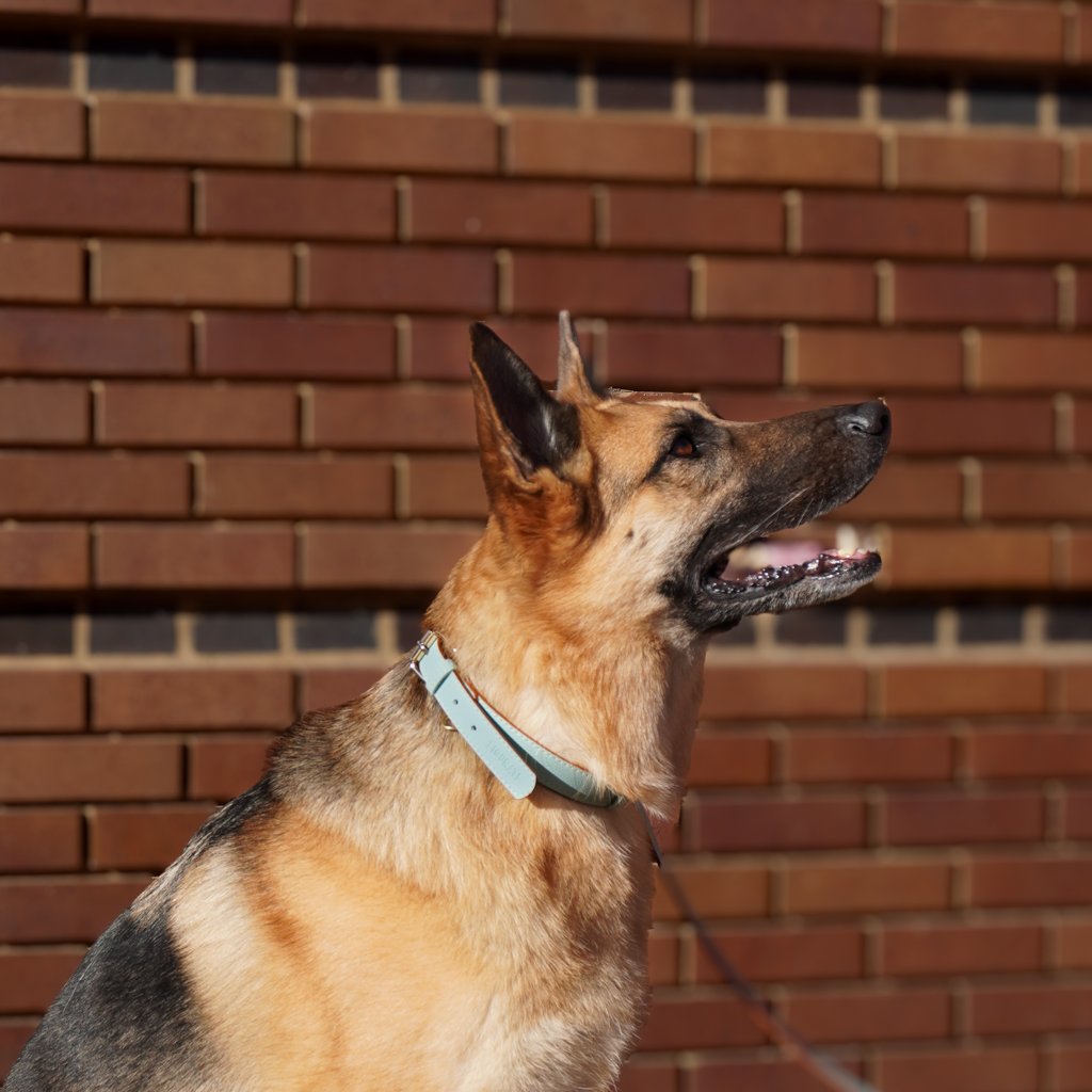 Vegan Leather Dog Collar - Mint Green