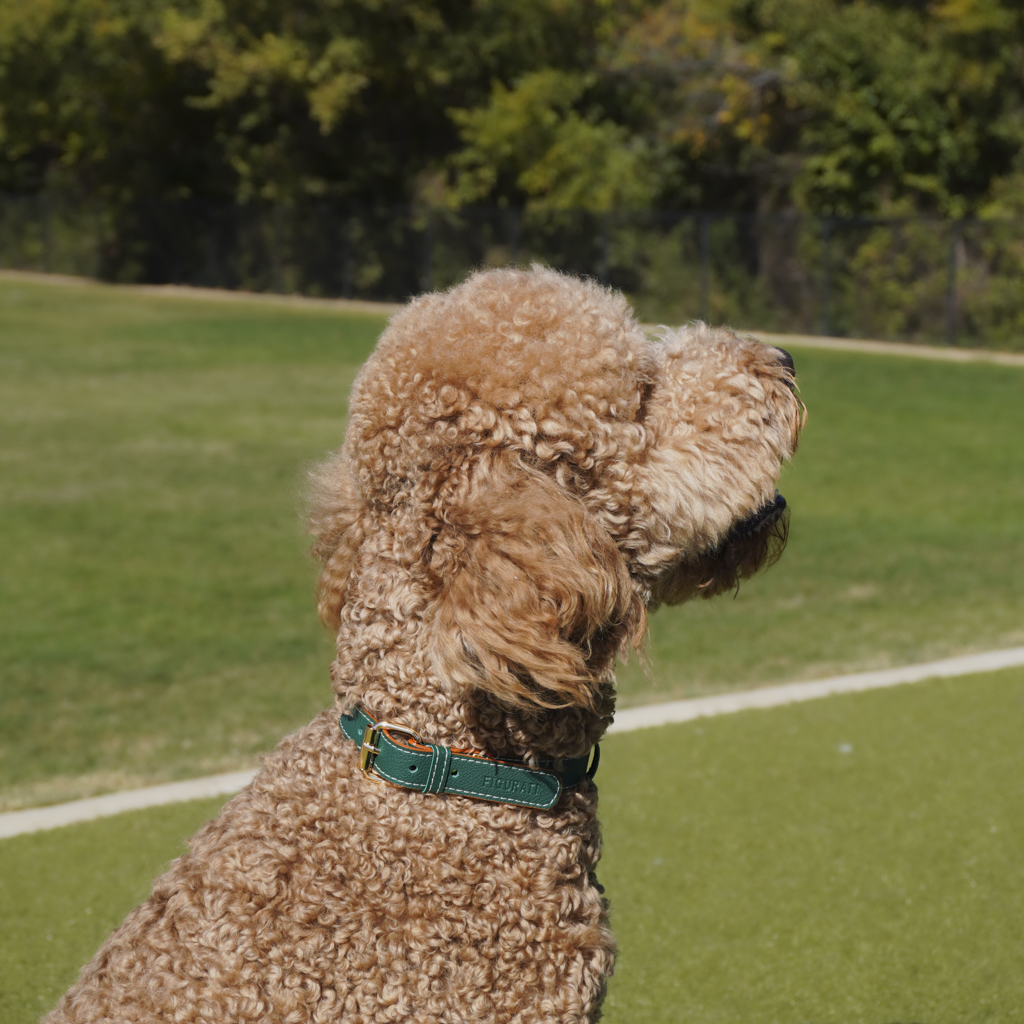 Vegan Leather Dog Collar - Jungle Green