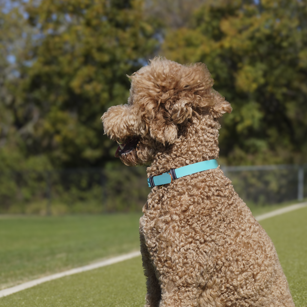 Vegan Leather Dog Collar - Turquoise