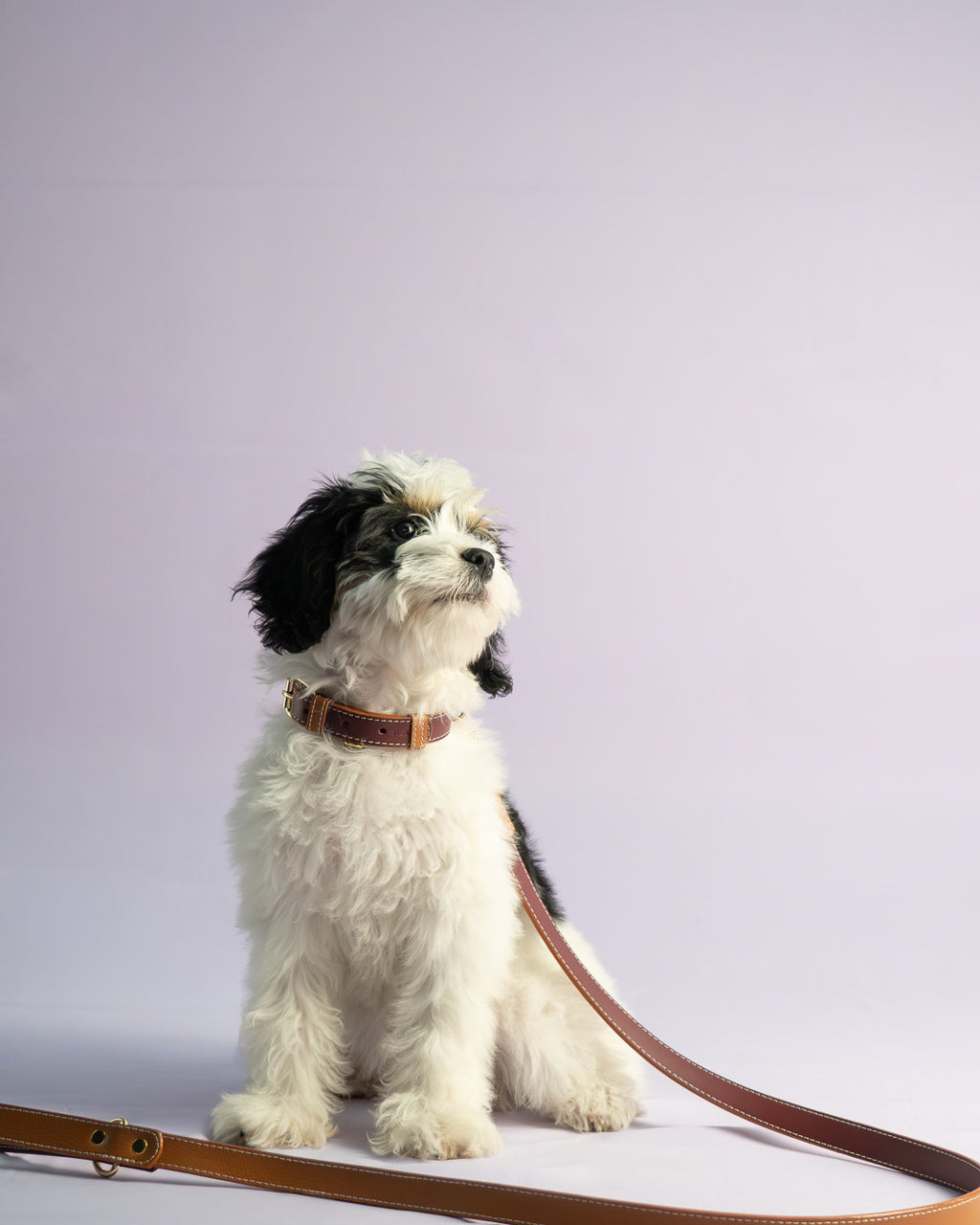 Vegan Leather Dog Bundle - Wine Red