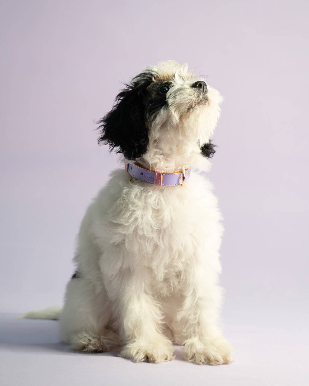 Vegan Leather Dog Collar - Lilac