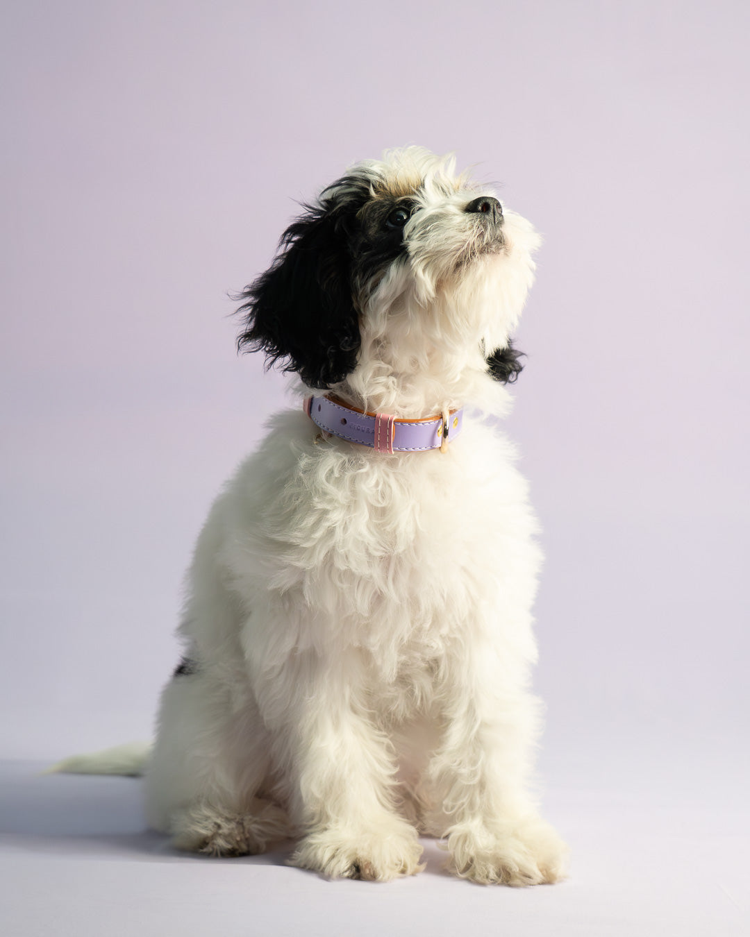 Vegan Leather Dog Collar - Lilac