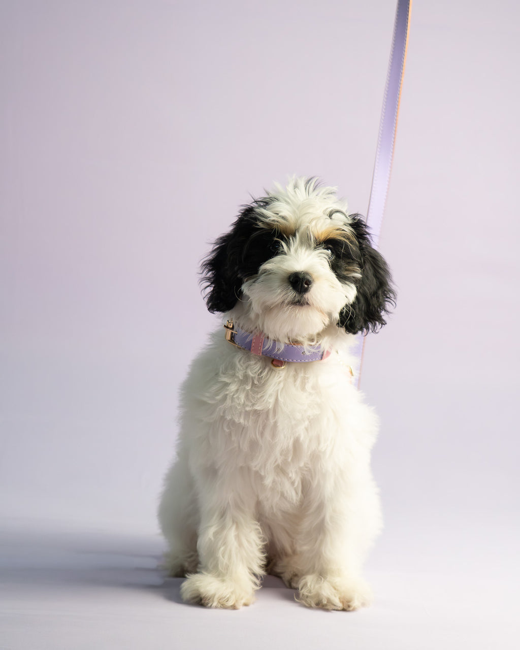 Vegan Leather Dog Bundle - Lilac