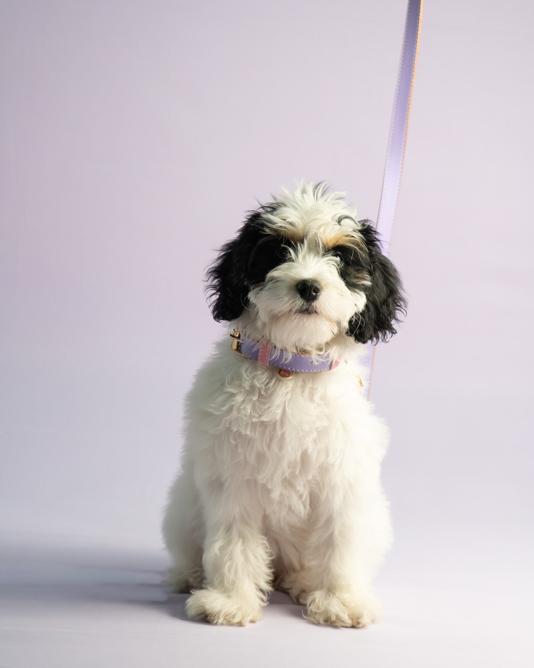 Vegan Leather Dog Bundle - Lilac