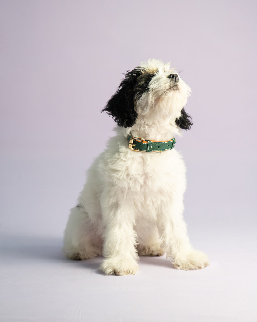 Vegan Leather Dog Collar - Jungle Green
