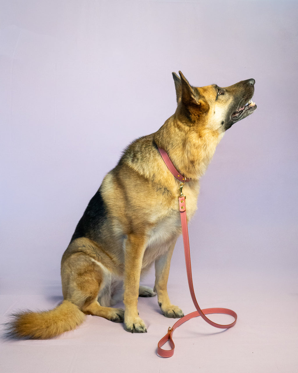Vegan Leather Dog Bundle - Salmon