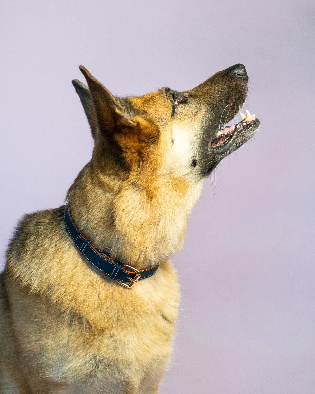 Vegan Leather Dog Collar - Blue Ocean