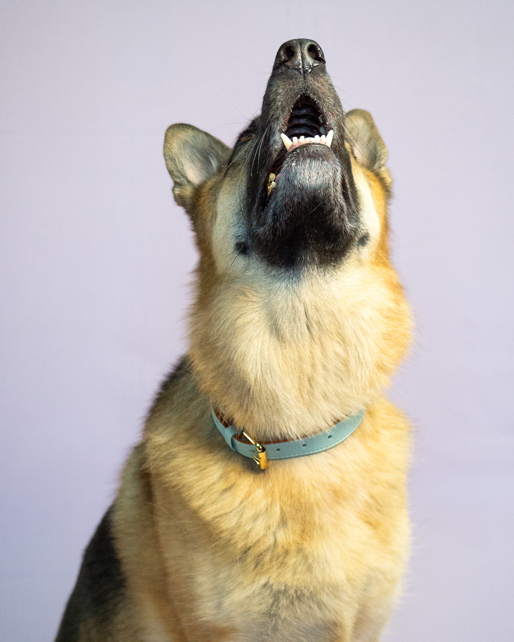 Vegan Leather Dog Collar - Mint Green