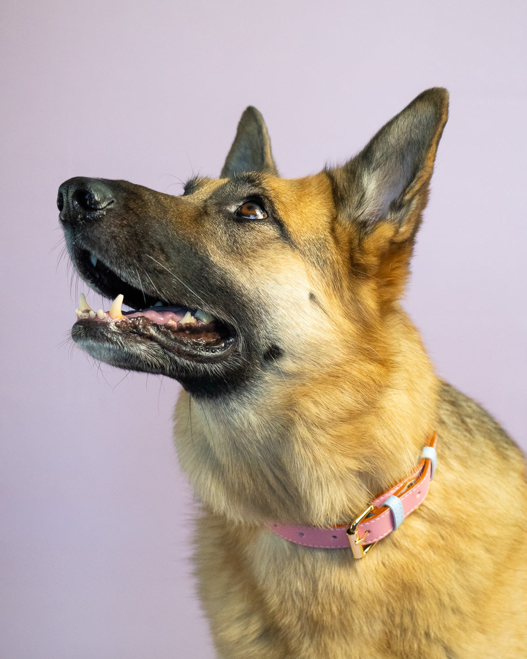 Vegan Leather Dog Collar - Sweet Pink