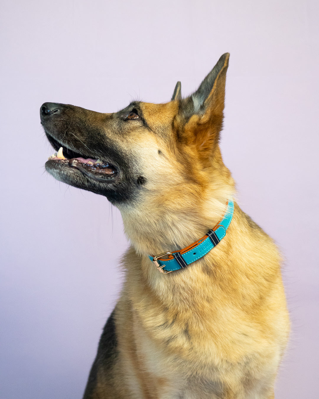 Vegan Leather Dog Collar - Turquoise
