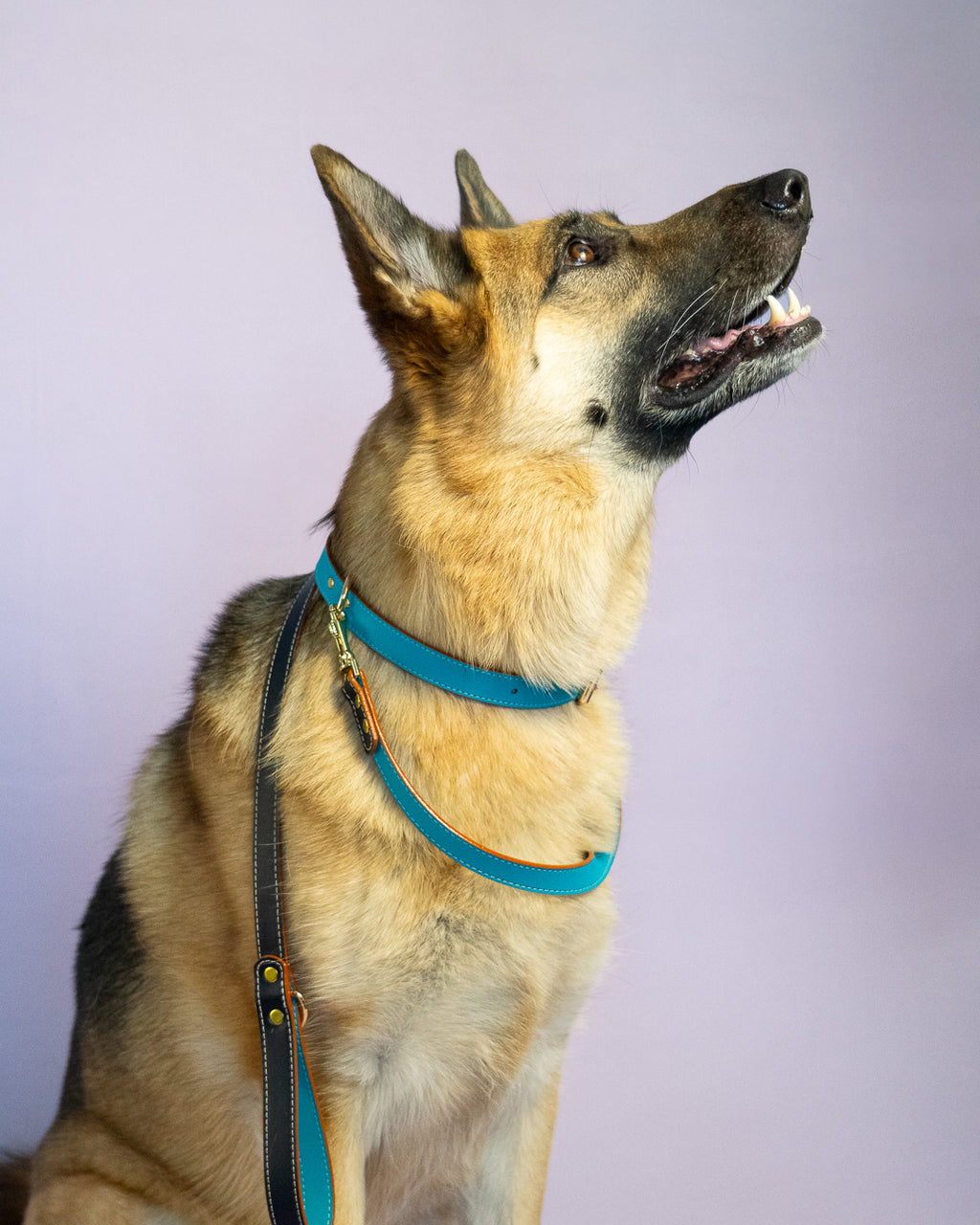 Vegan Leather Dog Bundle - Turquoise
