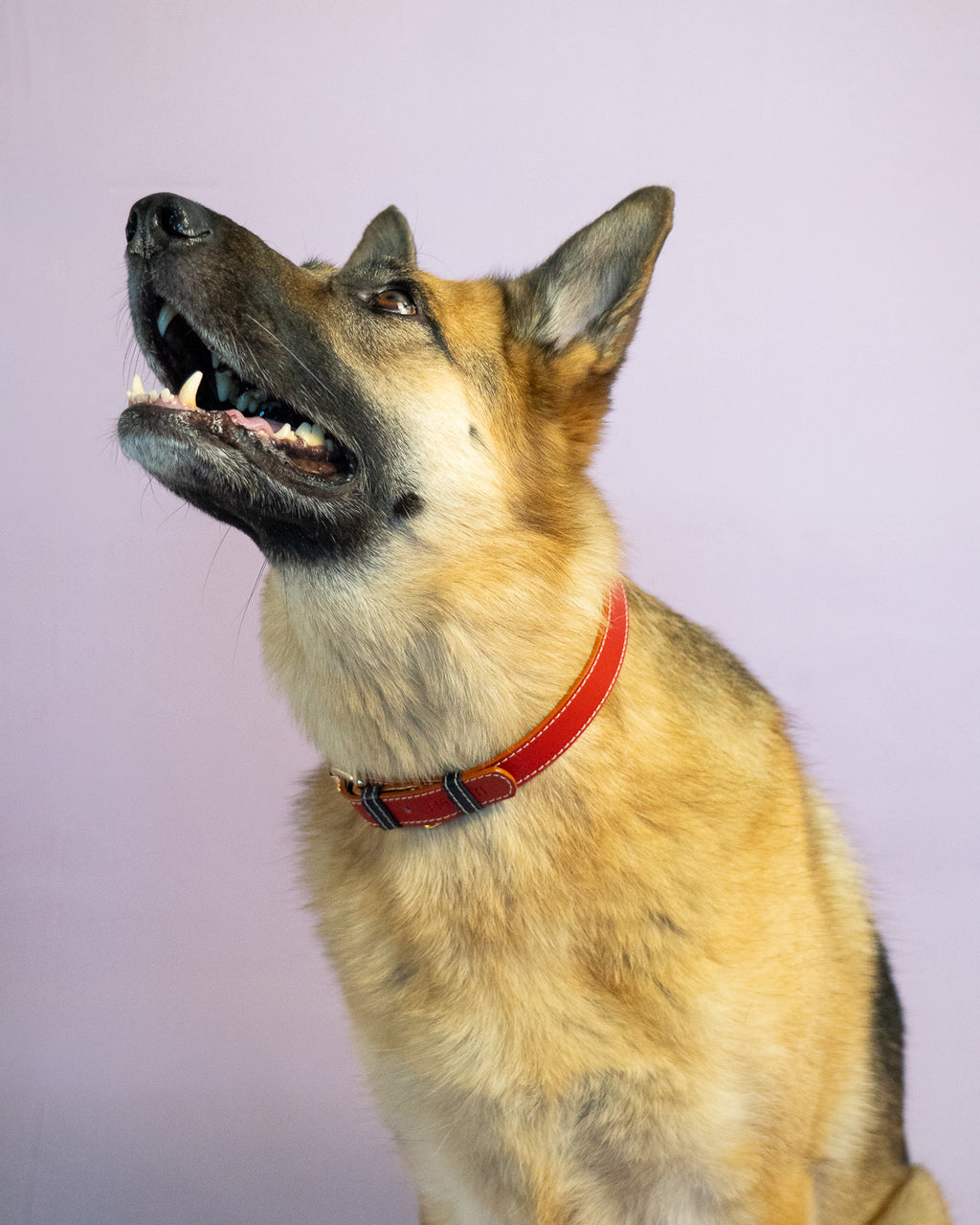 Vegan Leather Dog Collar - Sailor Red