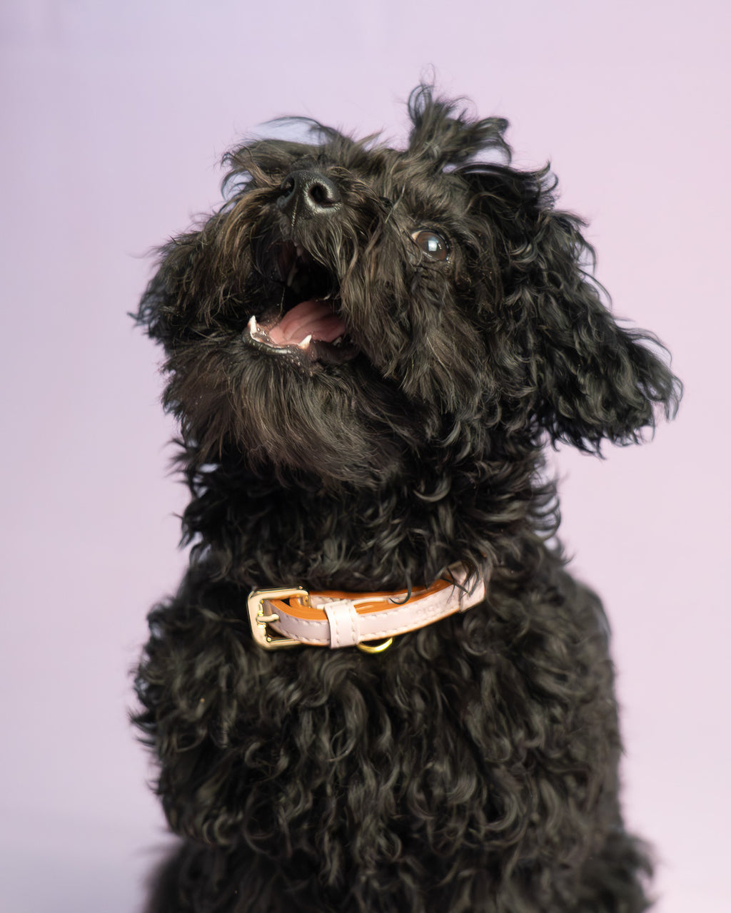 Vegan Leather Dog Collar - Flamingo Pink