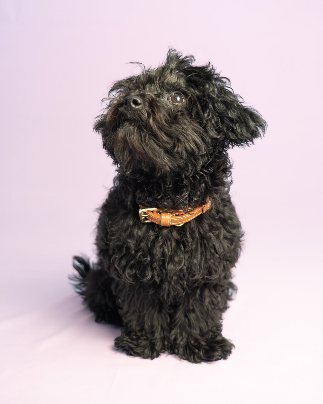 Vegan Leather Dog Bundle - Terracotta