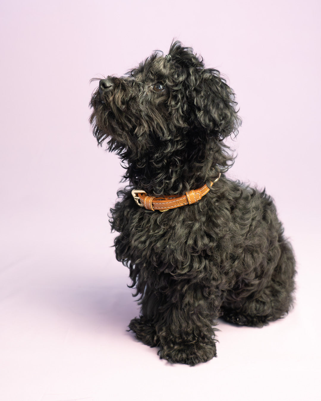Vegan Leather Dog Collar - Terracotta