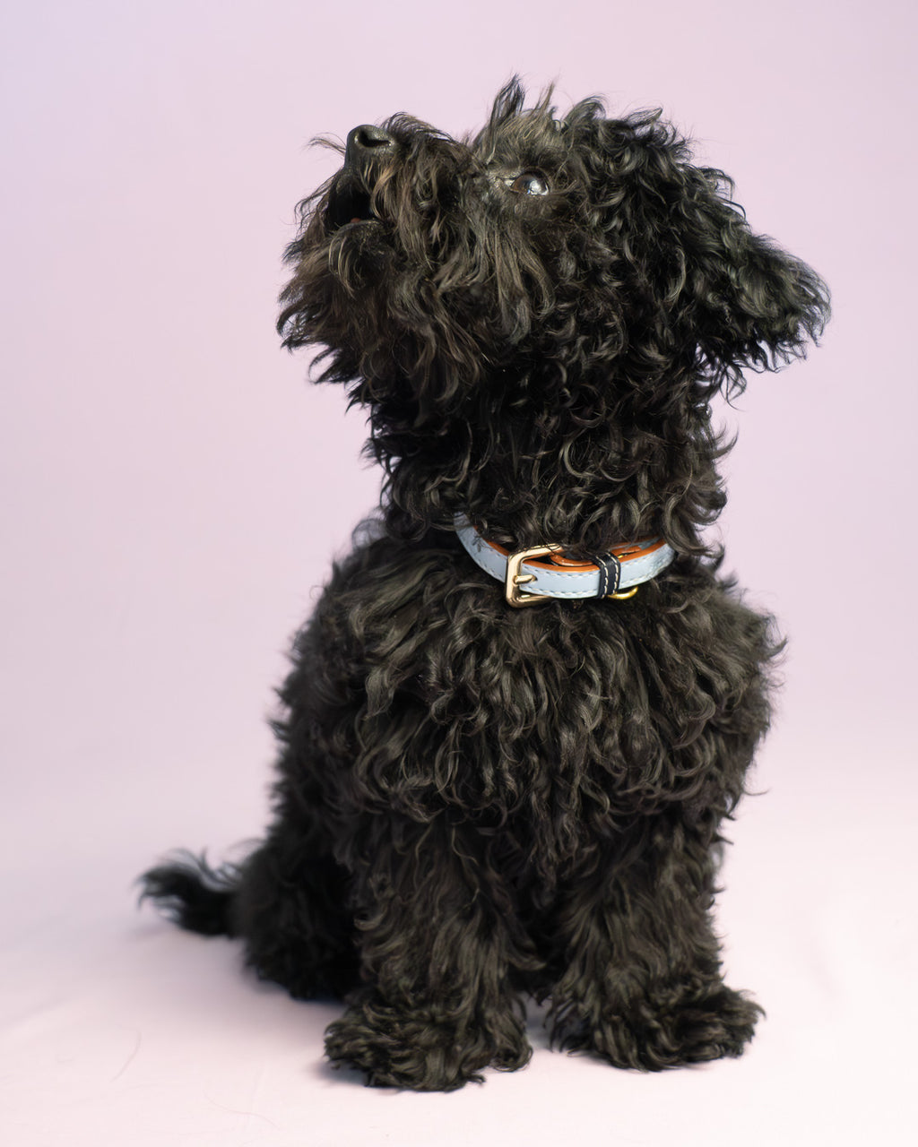 Vegan Leather Dog Collar - True Blue