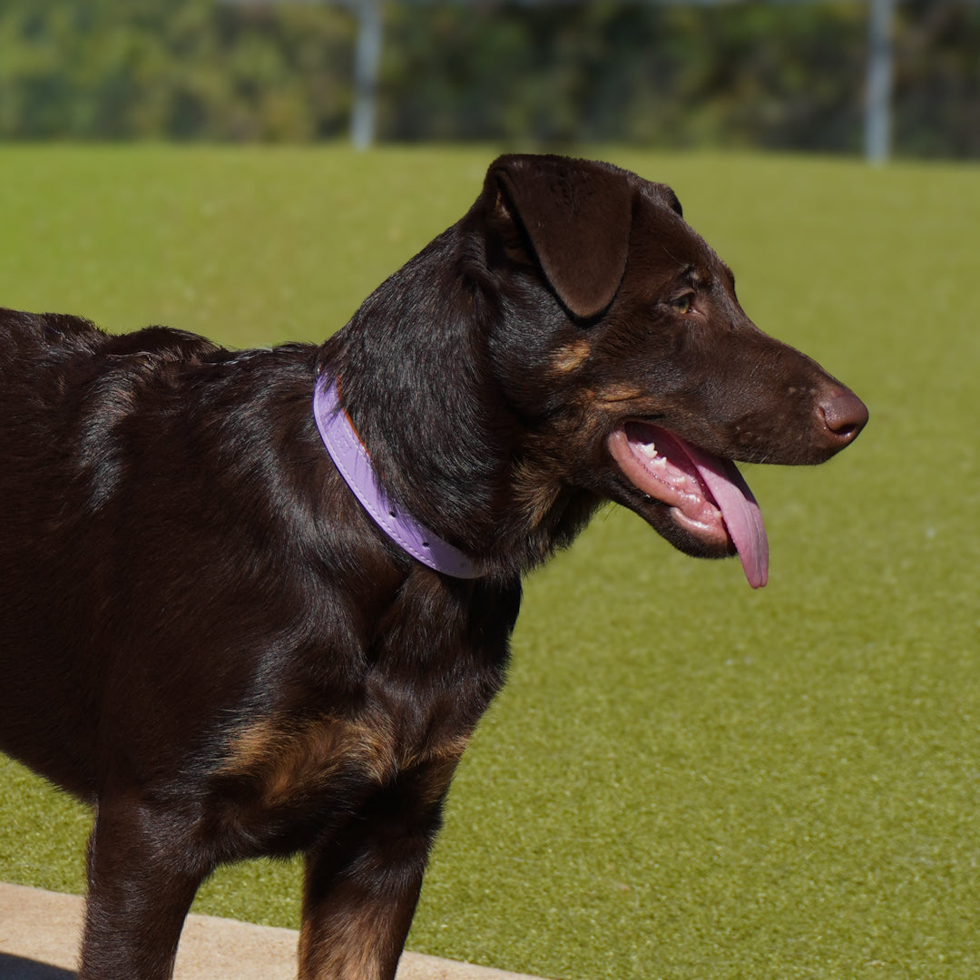 Vegan Leather Dog Collar - Lilac