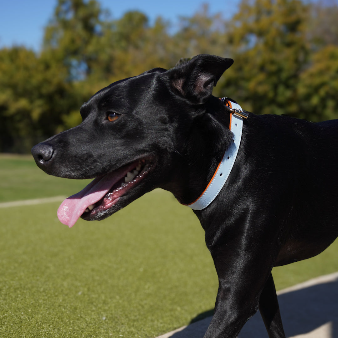 Vegan Leather Dog Collar - True Blue